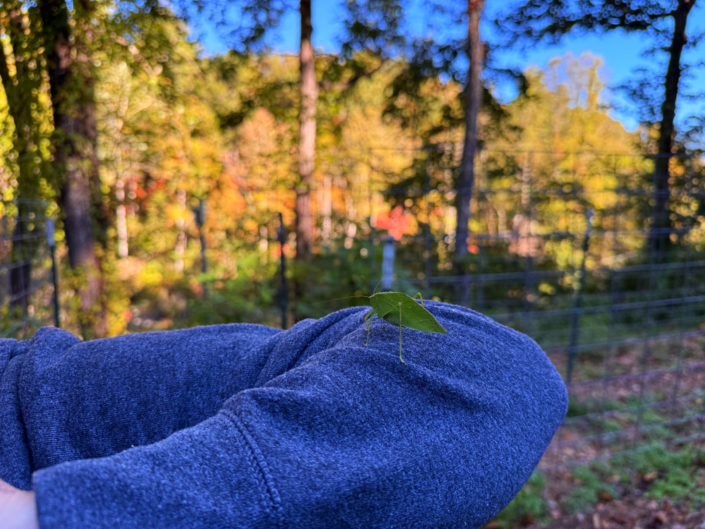 katydid on woman's arm