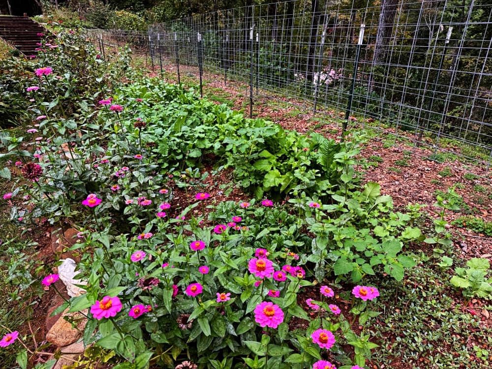 fall vegetables growing
