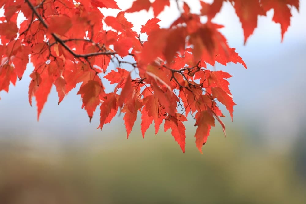 red maple leaves