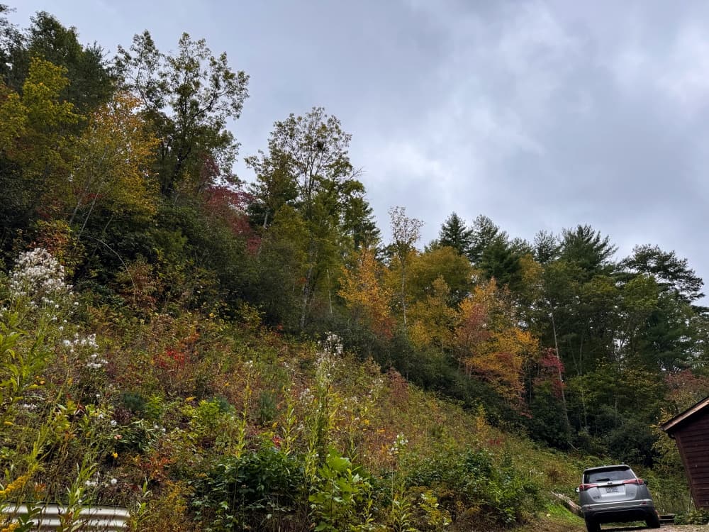 fall trees on mountain