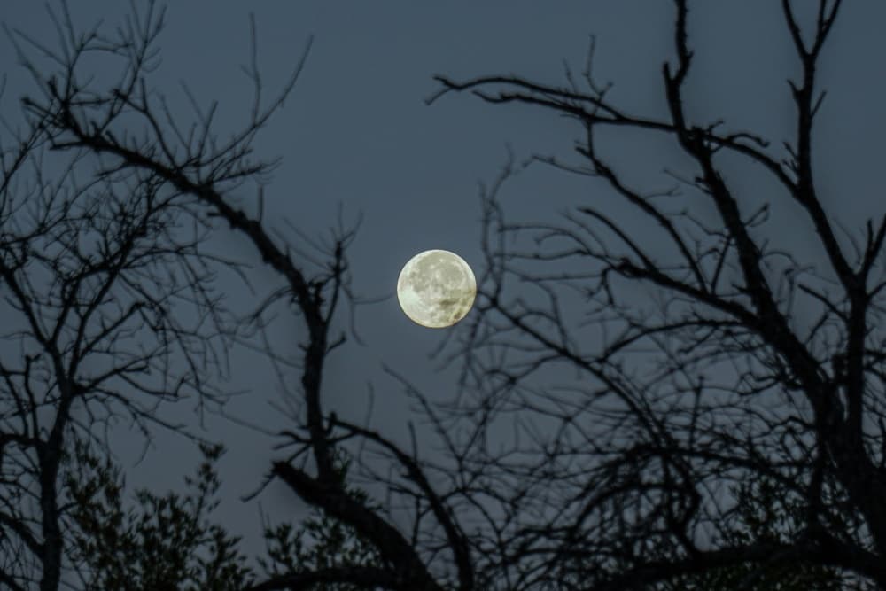 moon behind spooky trees