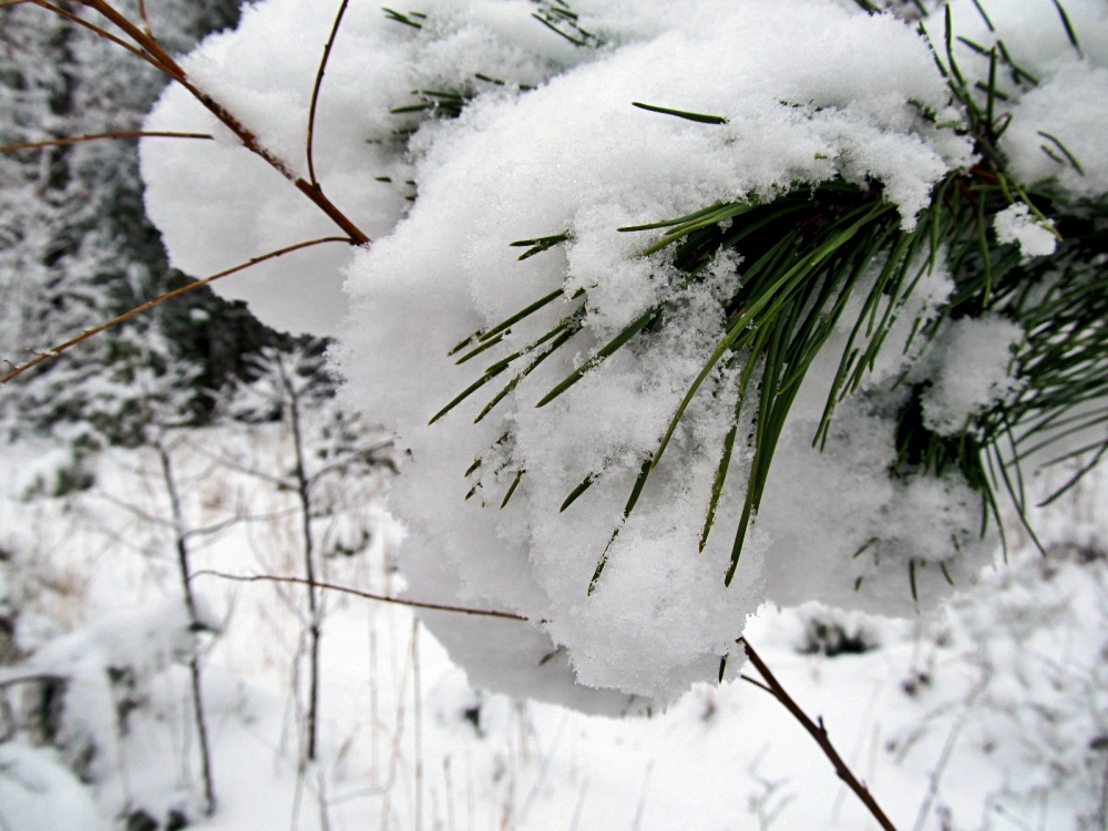 pine tree with snow