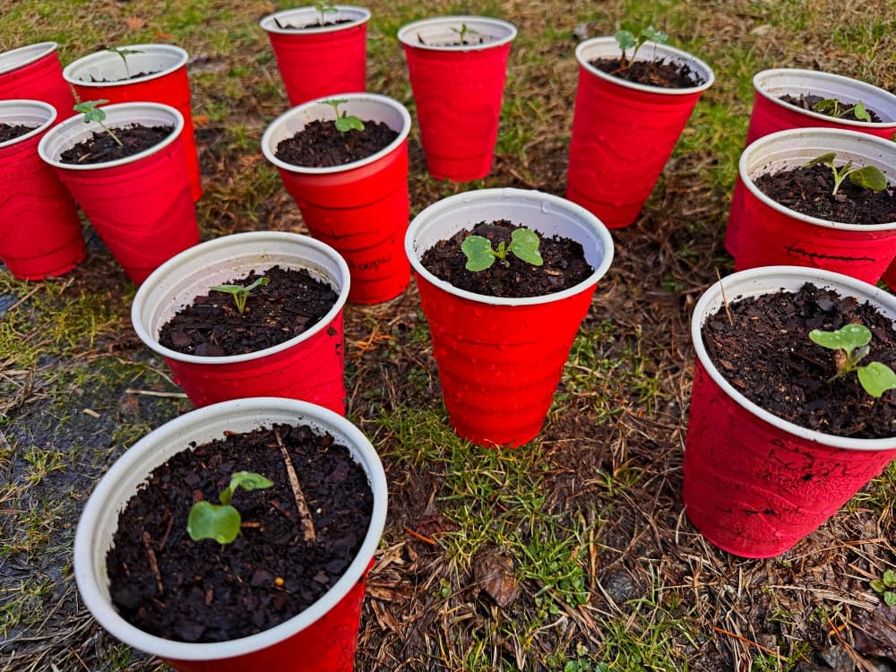 cups of seedlings