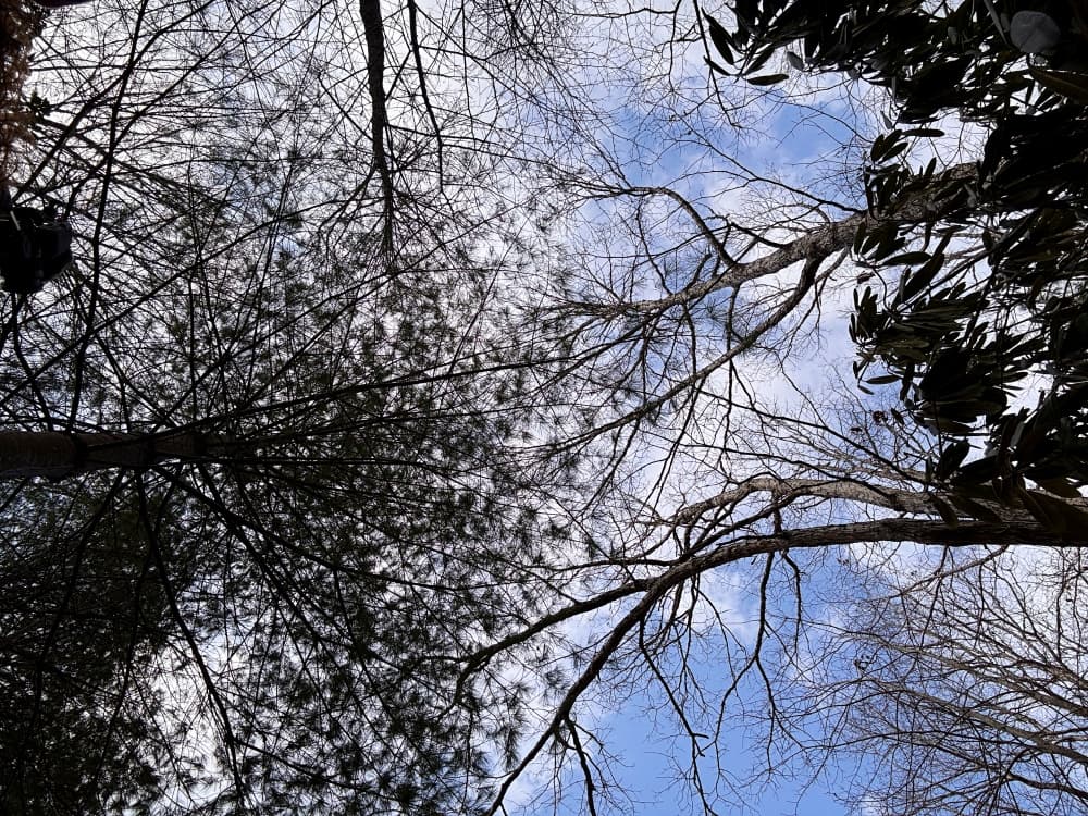trees against blue sky
