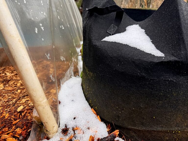 skiff of snow on grow bag