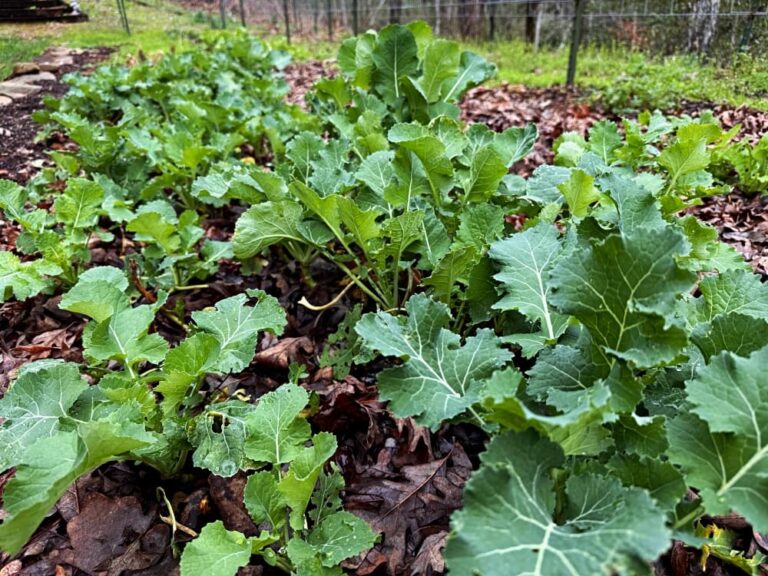 kale growing in garden