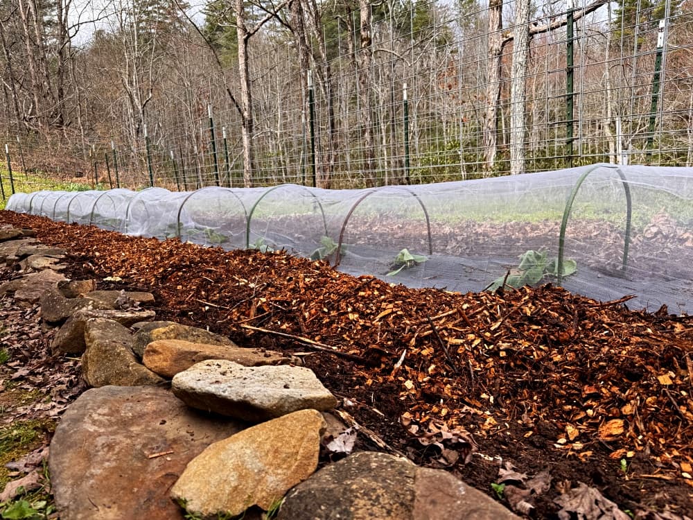 row of just planted cabbage