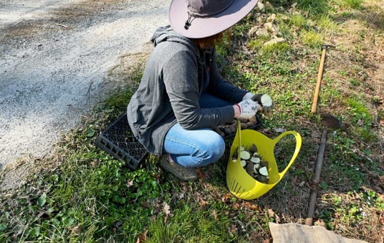 woman cutting up potatoes for planting