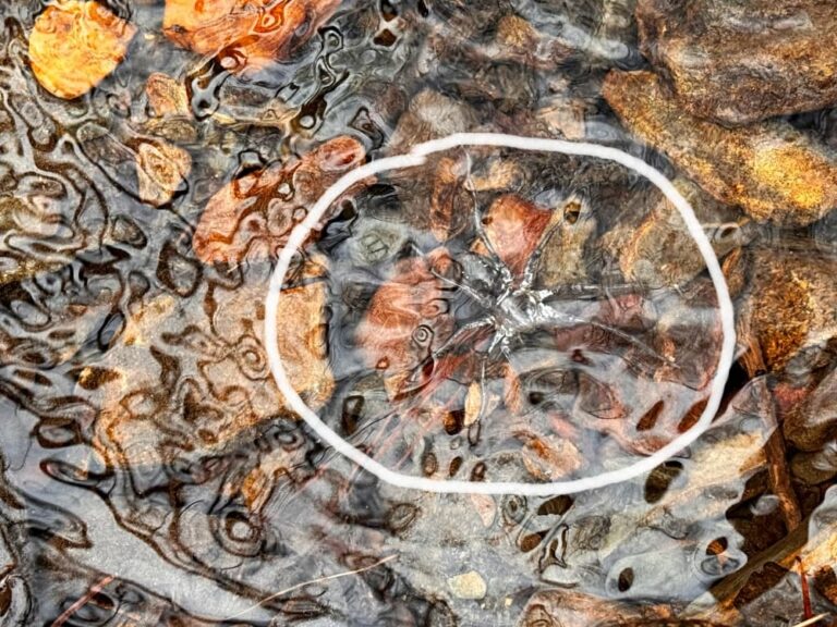 spider underwater in creek