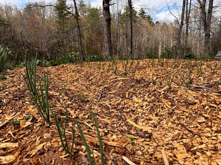 rows of onions in garden