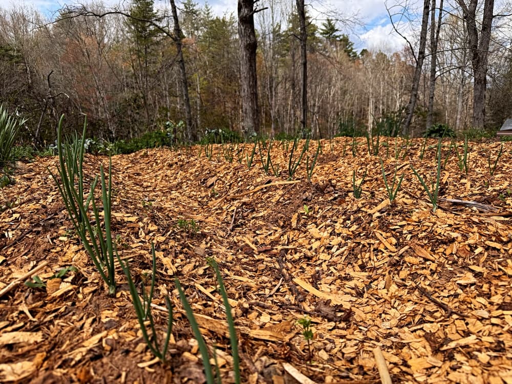 rows of onions in garden