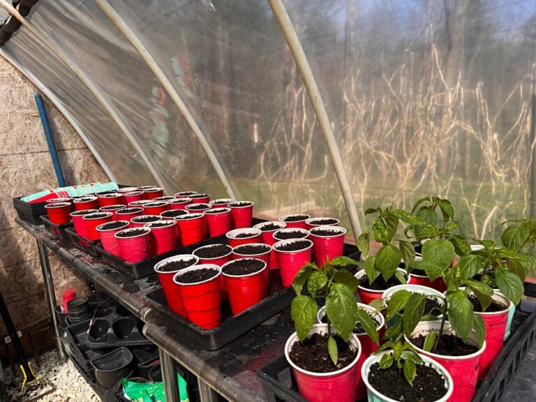 greenhouse with plants growing