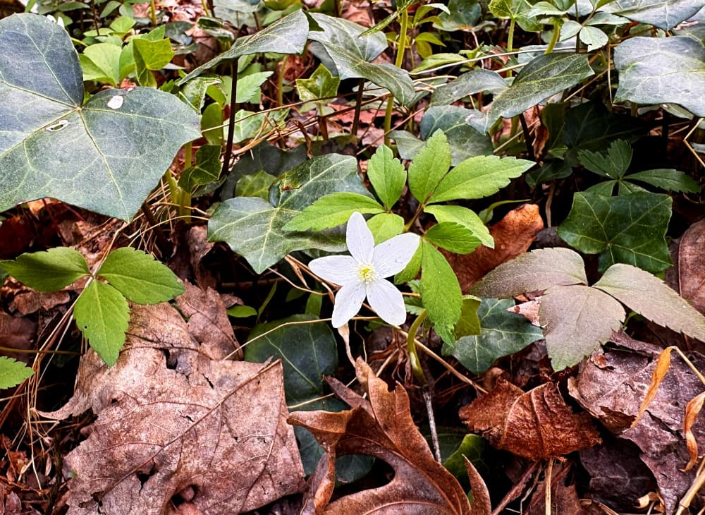 white wildflower