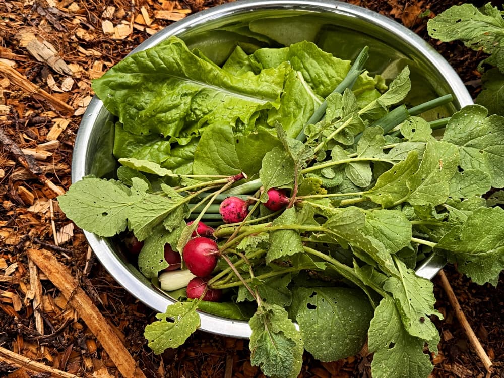 bowl of lettuce, onions, and radishes