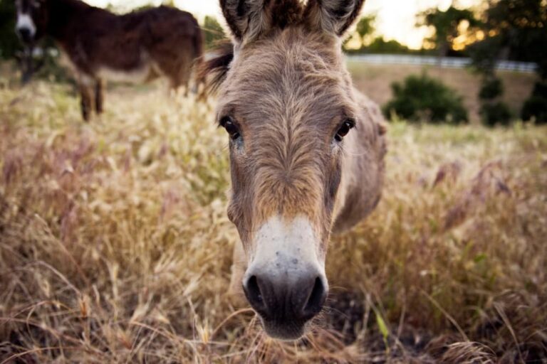donkey nose