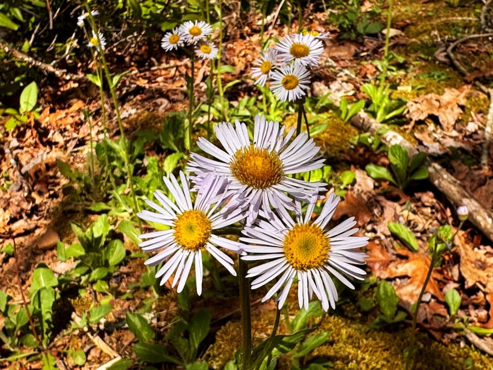 fleabane blooms