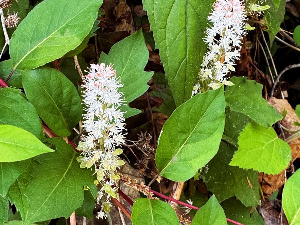 pale pink wildflower