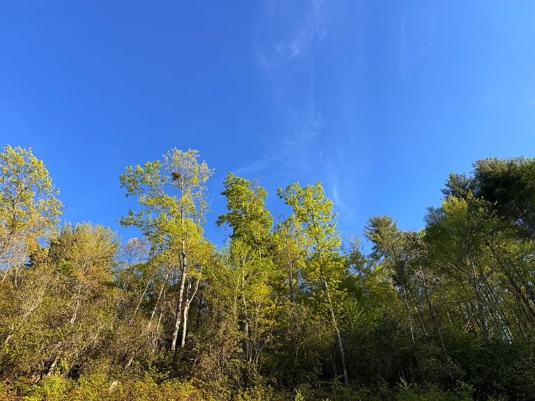 trees against blue sky