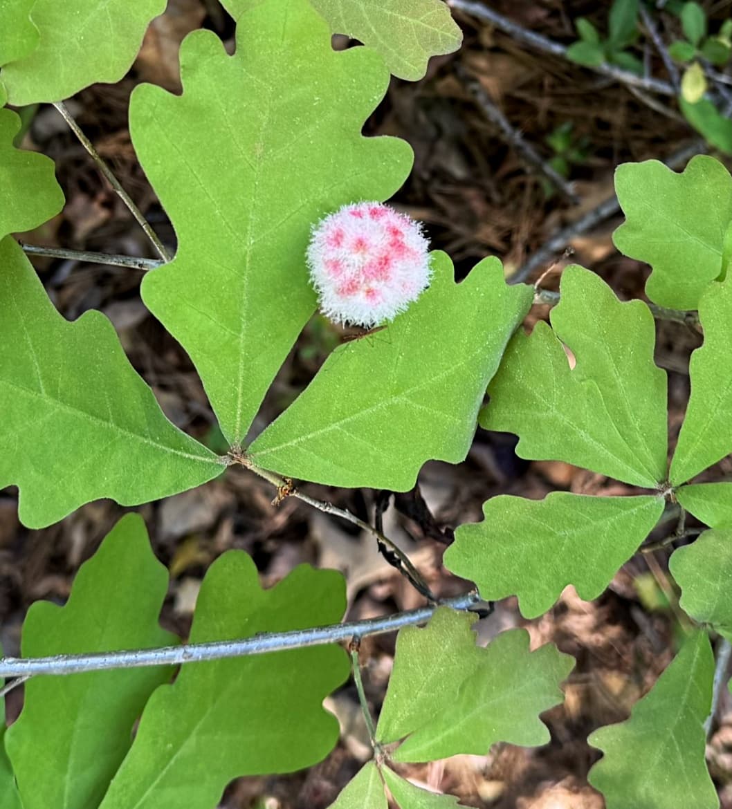 oak with pink bloom