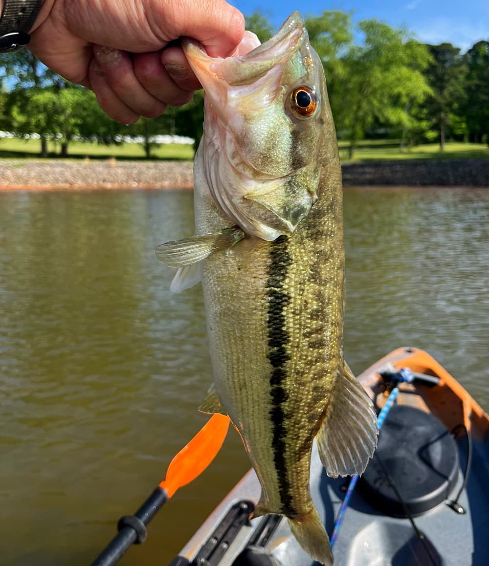 small bass