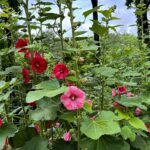 pink and red hollyhocks