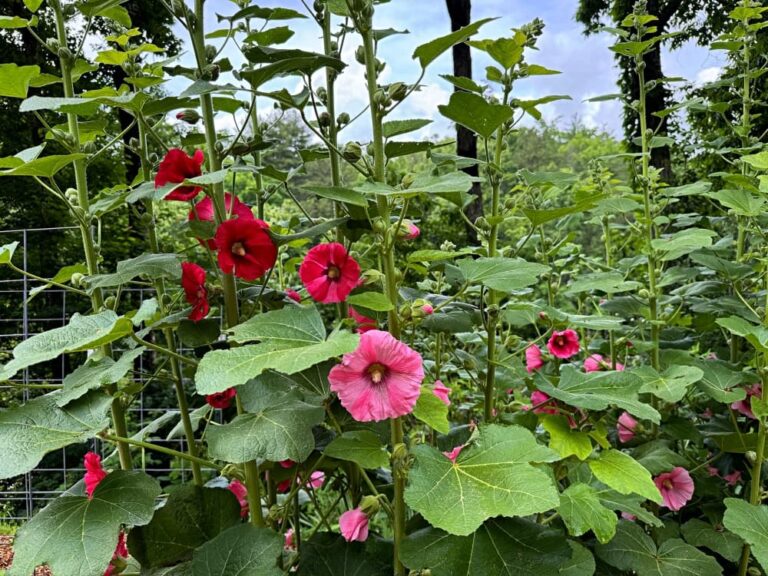 pink and red hollyhocks