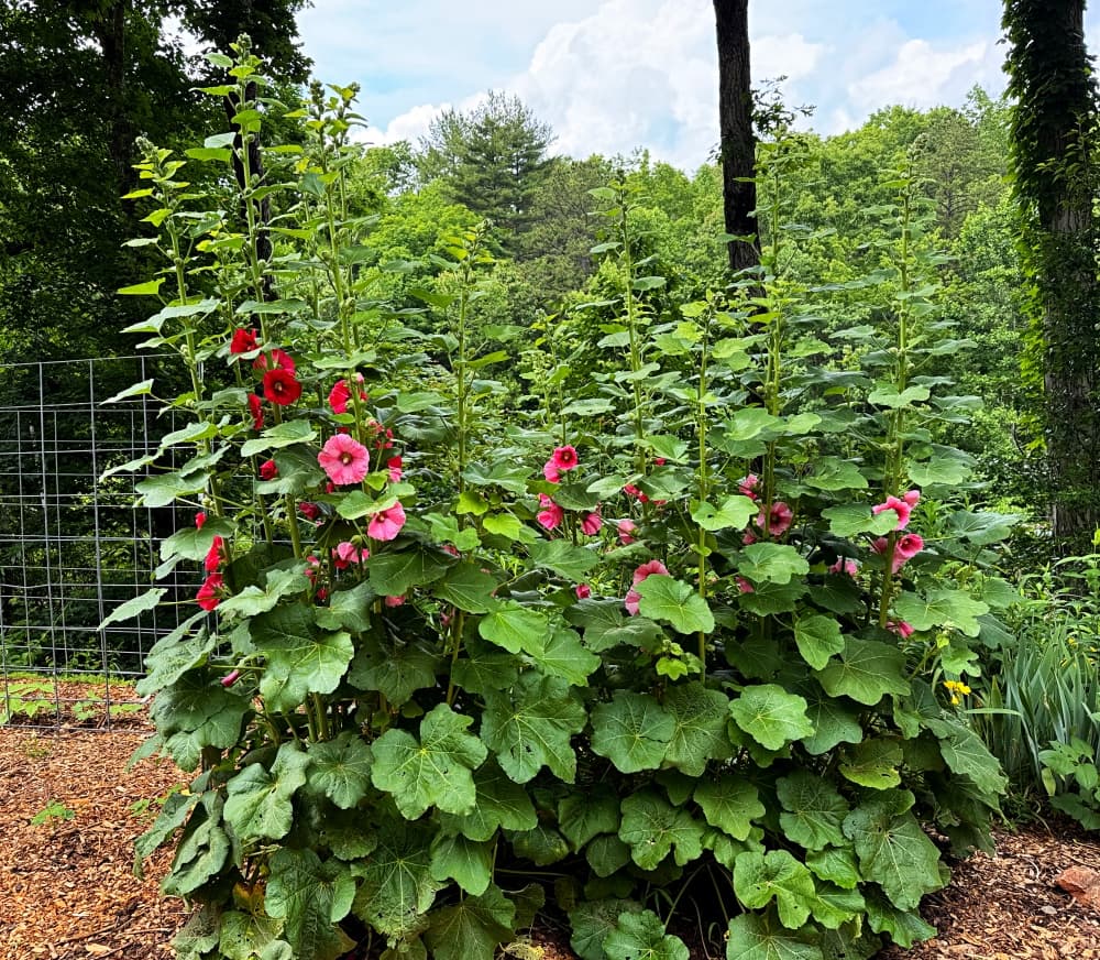 pink and red flowers