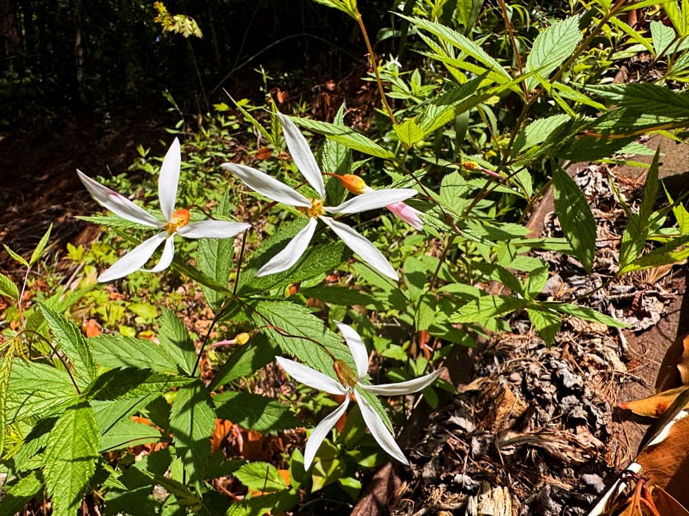 wildflowers on bank