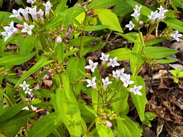 wildflower with white blooms with purple blue markings