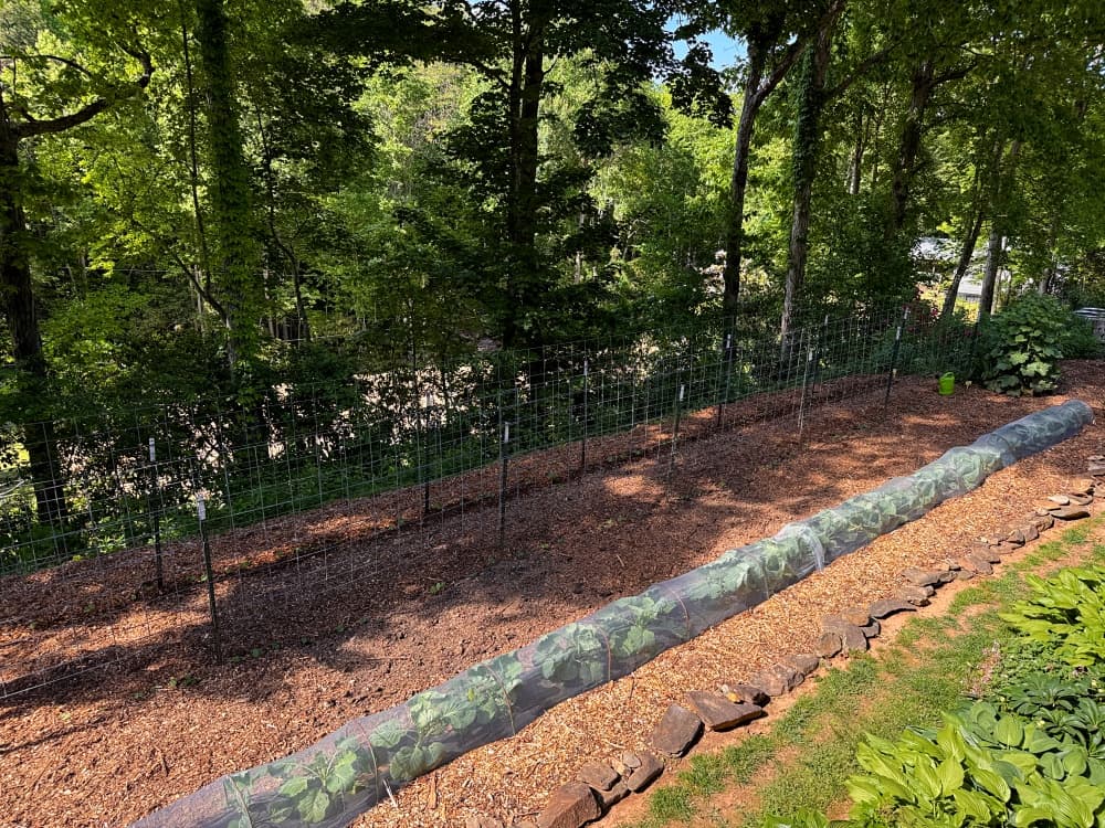 garden with beans and cabbage