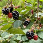 ripe berries on vine