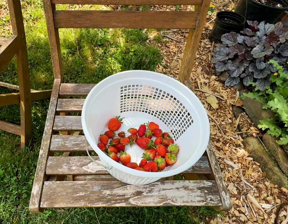 basket of strawberries