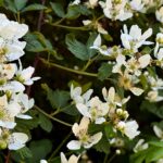 white blackberry blooms