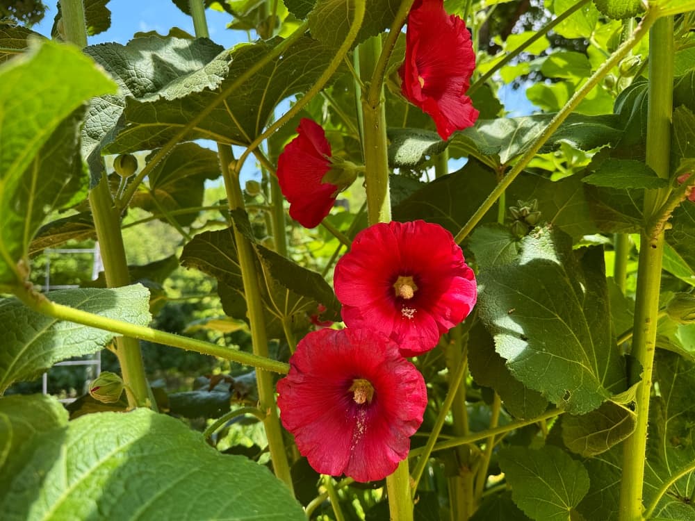pink hollyhock in bloom
