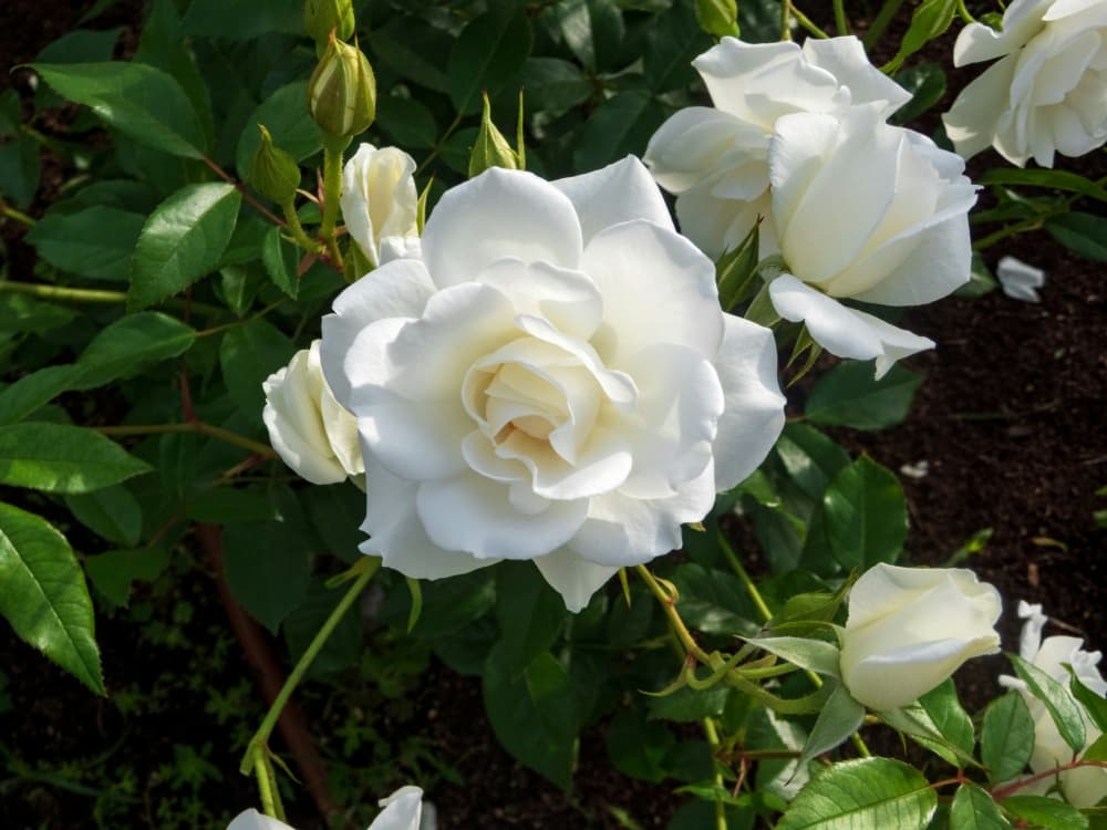 white rose bush