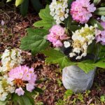 vases of fresh flowers