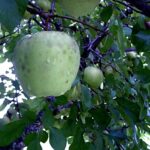 green june apples