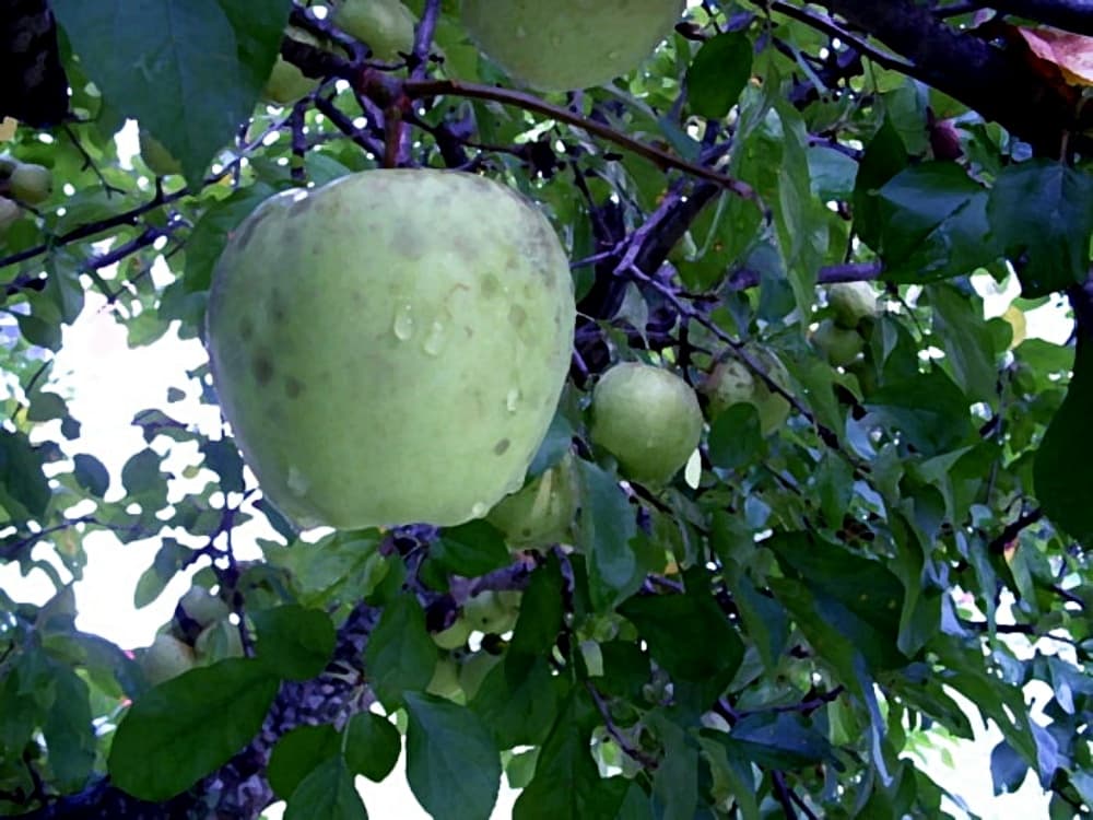 green june apples