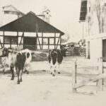 cows outside barn