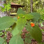 orange blooms