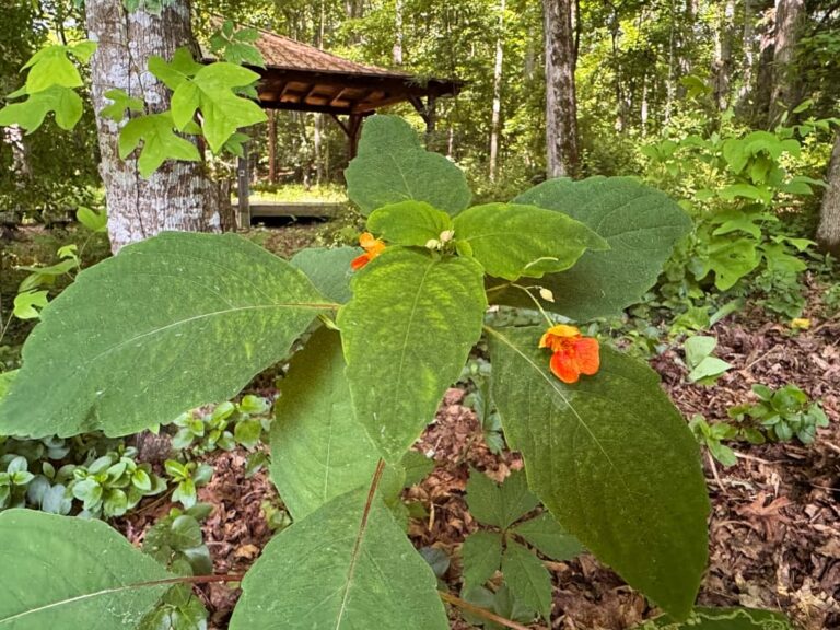 orange blooms