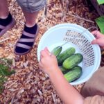 basket of cucumbers