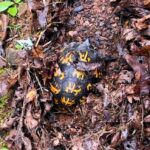 turtle making nest