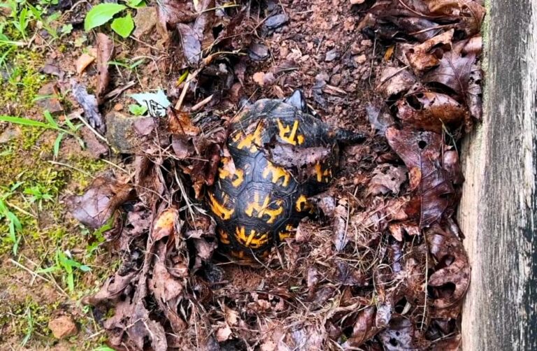 turtle making nest