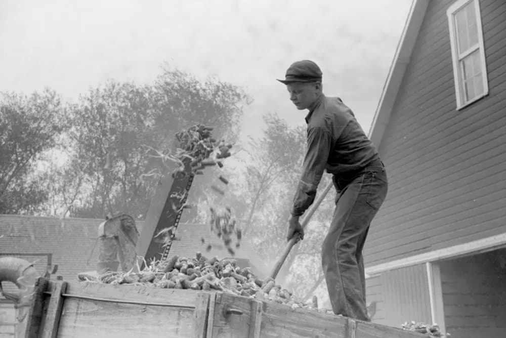 boy shoveling corncobs