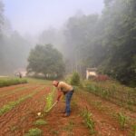 man hoeing in garden