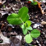 small pea plant