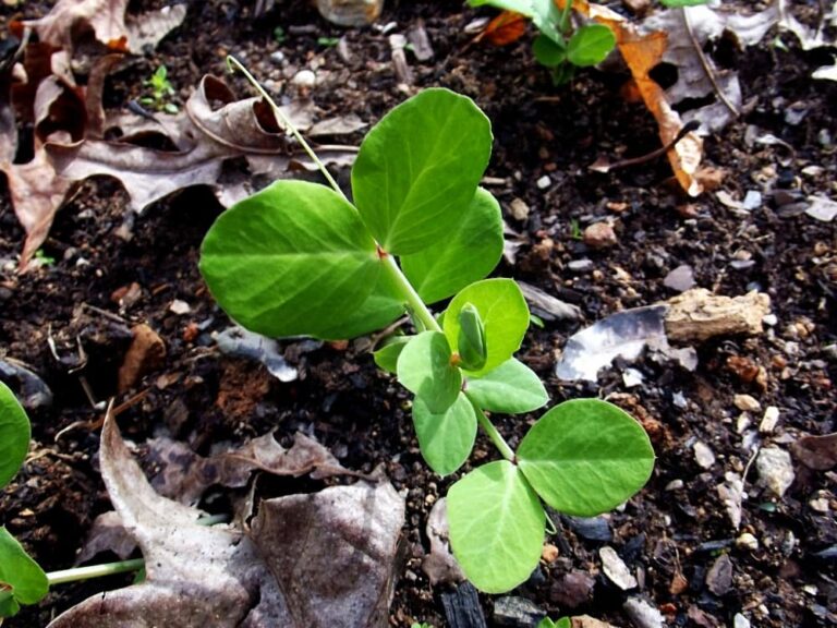 small pea plant