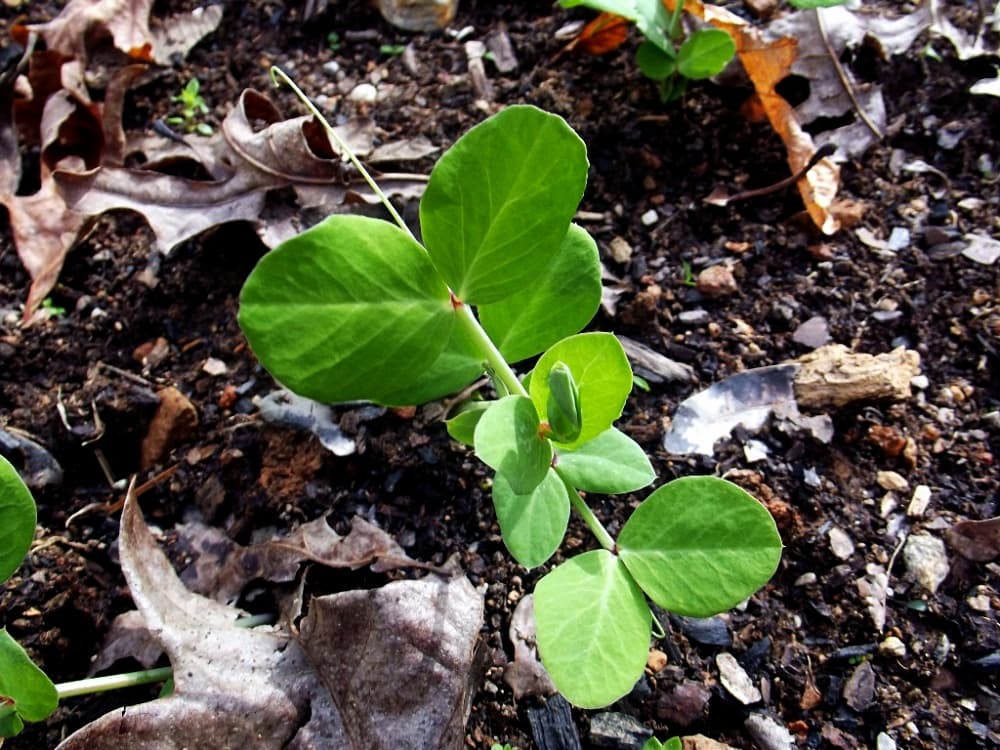 small pea plant