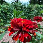 red bloom